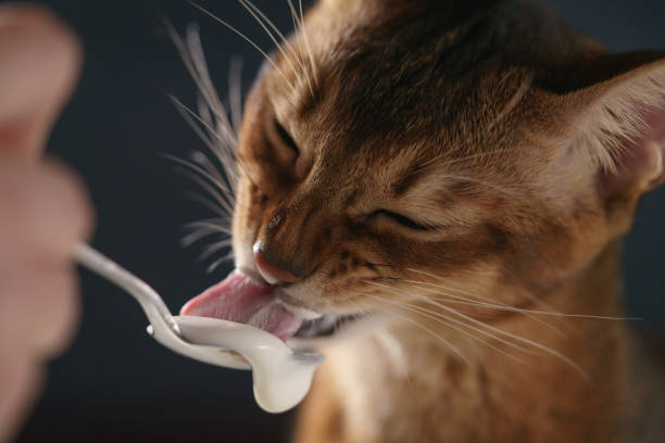 абиссинский котенок ест йогурт из серебряной ложки - silver spoon in mouth стоковые фото и изображения