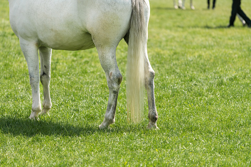 White horse at equestrian event, selective focus