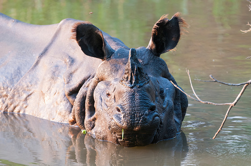 Indian Rhino  inside a river at Chitwan National park -  Nepal