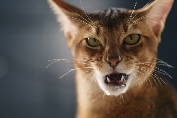 istock young abyssinian cat licking lips closeup portrait 1502141427