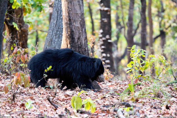 Sloth Bear inside a forest at Bandhavgarh National Park - India
