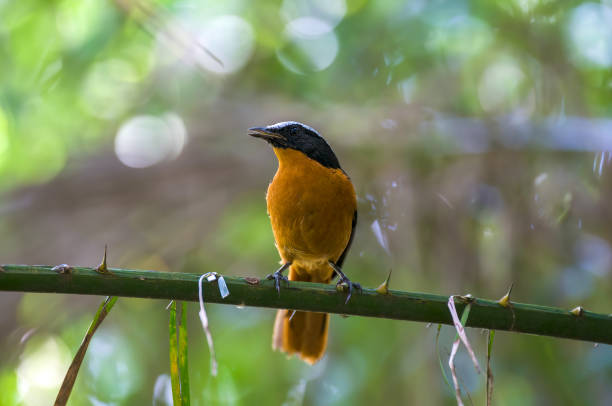 istock A White Crowned Robin on a branch in a forest in Gambia 1502148274
