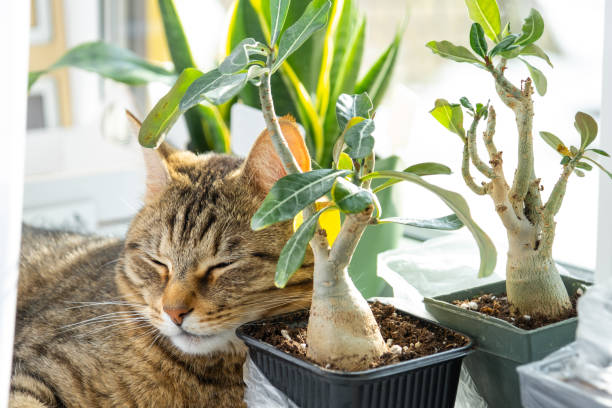 katze schläft auf der fensterbank mit einer gruppe von zimmerpflanzen adenium. der kopf der katze liegt auf einem topf mit einer blume, pflanzen und haustieren - flower gift decoration domestic room stock-fotos und bilder