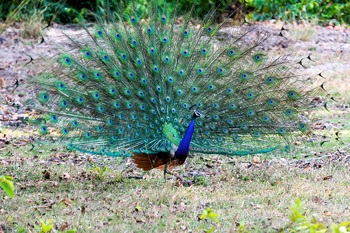 Close-up of a male Peacock's head (Pavo cristatus) lifted up, native of India, and introduced to Australia, seen in profile, with its beautiful crest and vibrant colours. Photo taken in Sydney, New South Wales, Australia.
