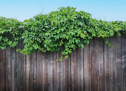 Rural wooden fence made of aged brown timber planks with decorative green foliage plant leaves at the top against blue sky in summer at countryside farm or garden. Horizontal image with copy space