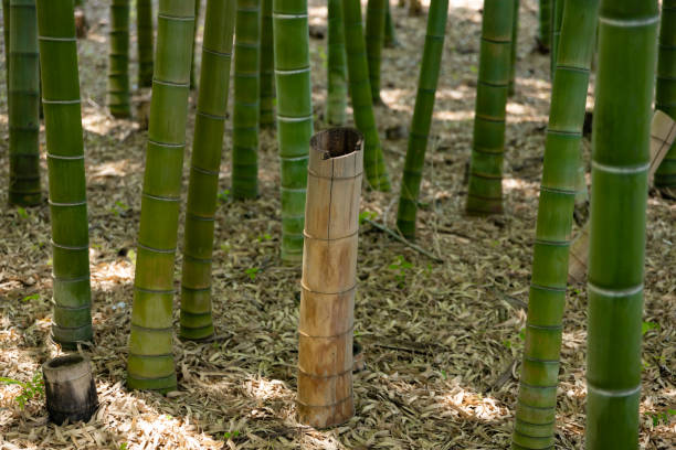 istock A green bamboo forest in spring sunny day close shot looking down 1502163522