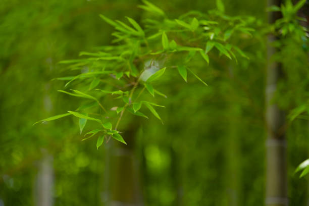 istock Green bamboo leaves in Japanese forest in spring sunny day 1502164554