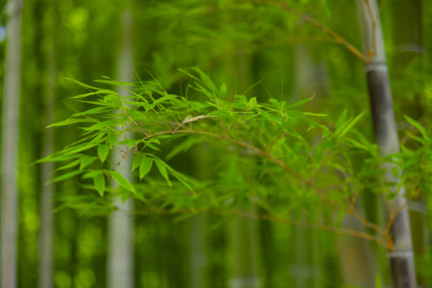 istock Green bamboo leaves in Japanese forest in spring sunny day 1502164654
