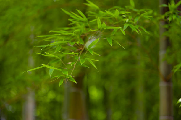 istock Green bamboo leaves in Japanese forest in spring sunny day 1502165073