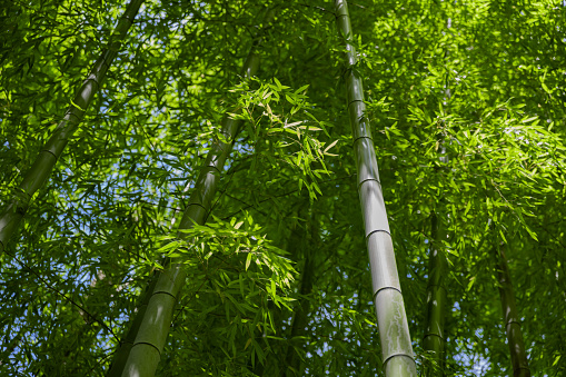 A green bamboo forest in spring sunny day. High quality photo. Itabashi district Daimon Tokyo Japan 06.17.2023 This park is called Takenoko park.