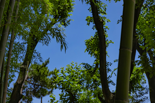 A green bamboo forest in spring sunny day. High quality photo. Itabashi district Daimon Tokyo Japan 06.17.2023 This park is called Takenoko park.