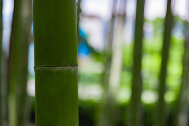 Bamboo forest in chinahttps://lh5.googleusercontent.com/-4onnvr2gexE/VMUQwbVa0-I/AAAAAAAAA_8/zeUCgkMenWA/s380/banner_China.png