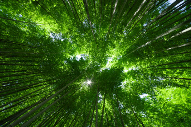 istock A green bamboo forest in spring sunny day wide and top shot 1502168440