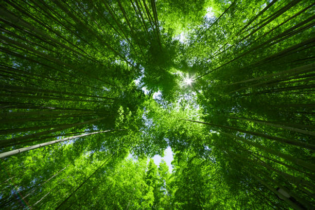 un bosque de bambú verde en primavera, día soleado ancho y plano superior - tree bamboo tall japanese culture fotografías e imágenes de stock