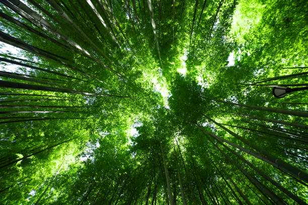 A green bamboo forest in spring sunny day. High quality photo. Itabashi district Daimon Tokyo Japan 06.17.2023 This park is called Takenoko park.