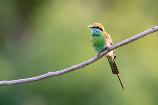 Three Rainbow bee-eaters perching on a branch