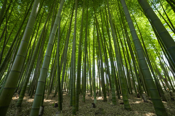 istock A green bamboo forest in spring sunny day 1502176839