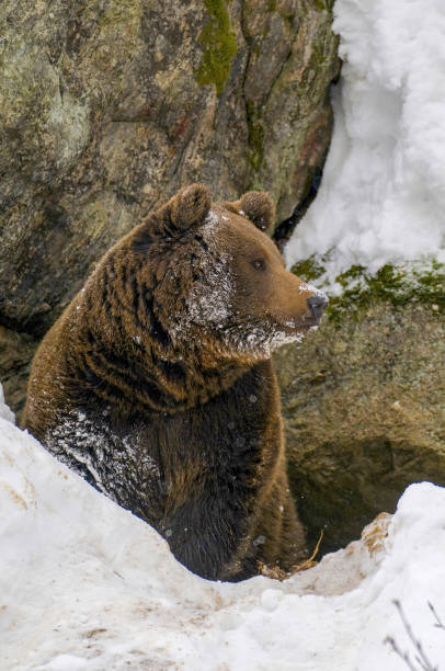 istock A brown bear inside a cave with snow around at natural bayerischer wald - Germany 1502176843