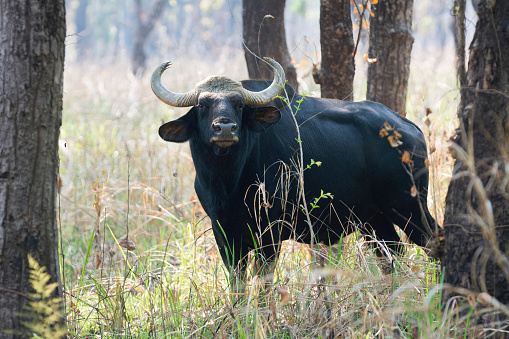 Black bison in Khao Kheow Open Zoo Thailand