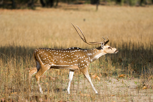 a male of Spotted dear in bandhavgarh national park - panoramic view - India