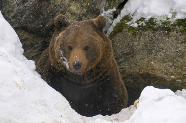 istock A brown bear inside a cave with snow around at natural bayerischer wald - Germany 1502179532