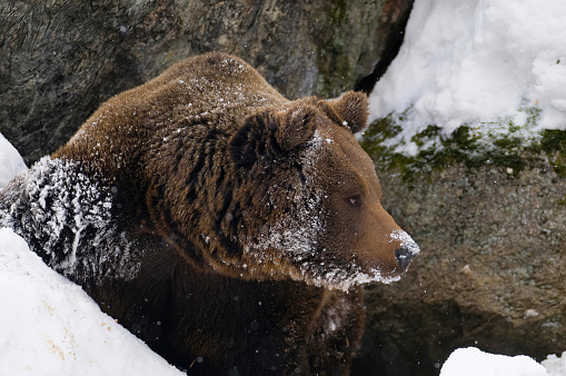 A brown bear inside a cave with snow around at natural bayerischer wald - Germany