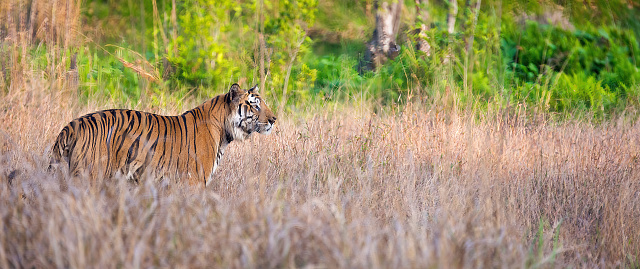 a Tiger in its environment in bandhavgarh national park - panoramic view - India