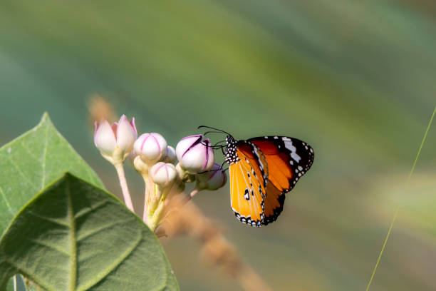 istock closeup of plain tiger butterfly on the flower 1502181817