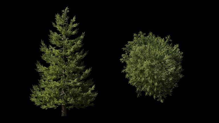 3d animation loop picas tree.