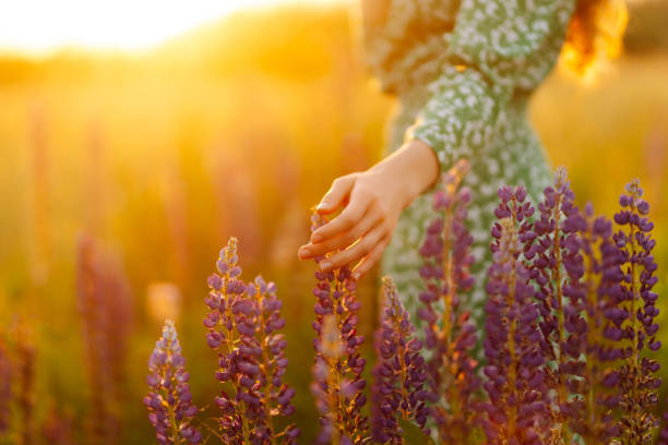 istock Young woman  in lavender fields 1502187450