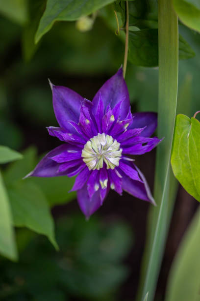 Purple clematis flower macro photography in sunny summer day. Blooming purple clematis flower on a green background in summertime macro photography. Traveller's joy garden flower with lilac petals closeup photo on a sunny summer day. spring bud selective focus outdoors stock pictures, royalty-free photos & images