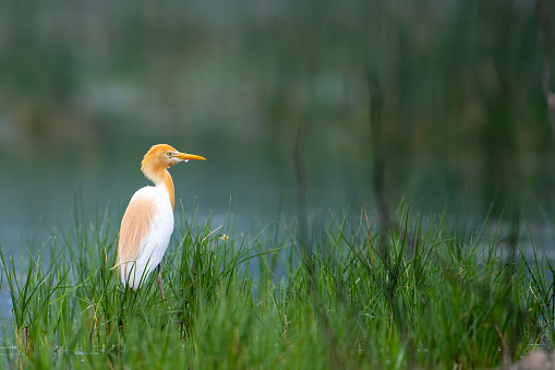 Cattle Egret in Habitat