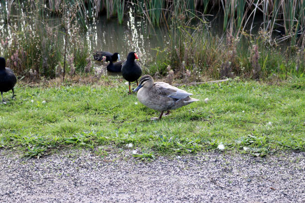 istock Pacific black ducks (Anas superciliosa) are usually found in and around a water body : (pix Sanjiv Shukla) 1502196668