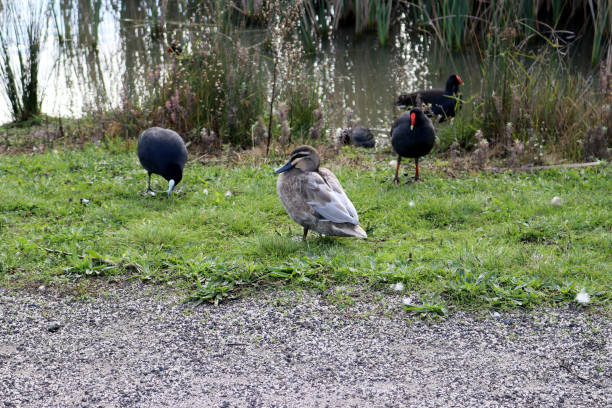 istock Pacific black ducks (Anas superciliosa) are usually found in and around a water body : (pix Sanjiv Shukla) 1502197012