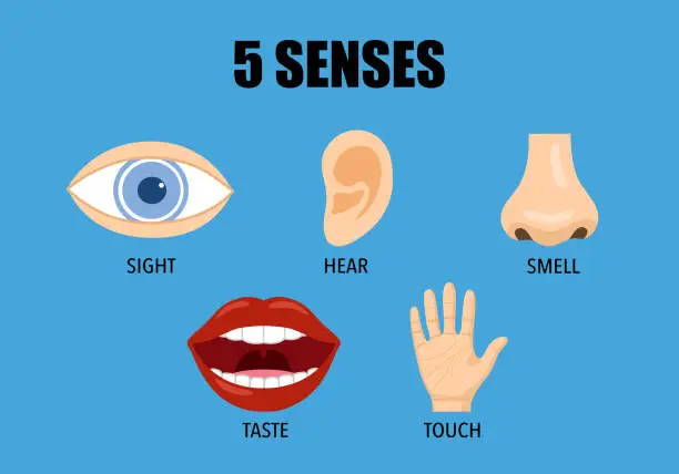 Vector illustration of Five human senses in flat design.