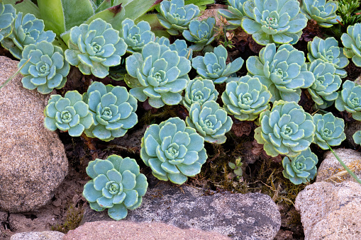 echeveria elegans plants in a botanical garden, close-up