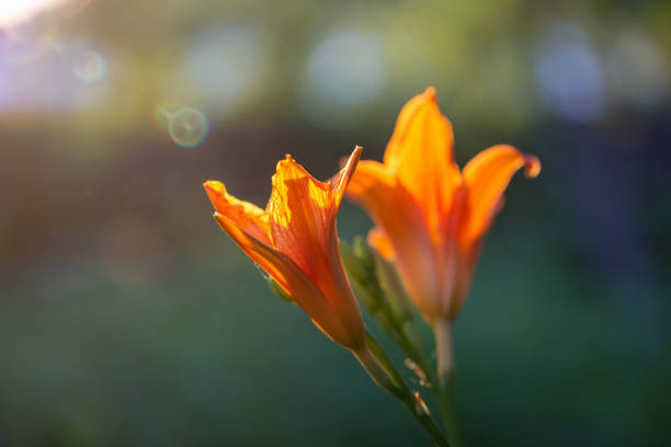 Orange Tiger Lily