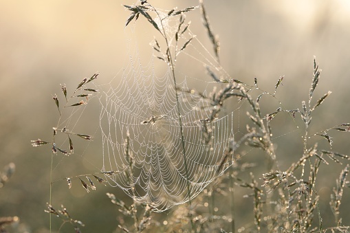 Spider web on a meadow during sunrise.