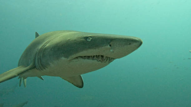 curieux - sand tiger shark photos et images de collection