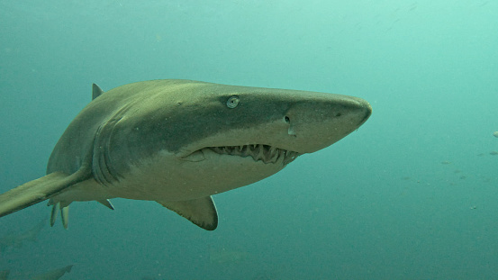 Grey nurse shark coming for a closer look