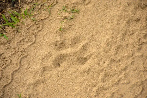 Photo of Tiger pug marks in the morning on a sandy road trail on a safari at Kaziranga National Park.