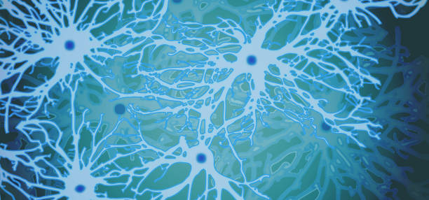 Neuron illustration Neuron illustration human cell nucleus stock illustrations