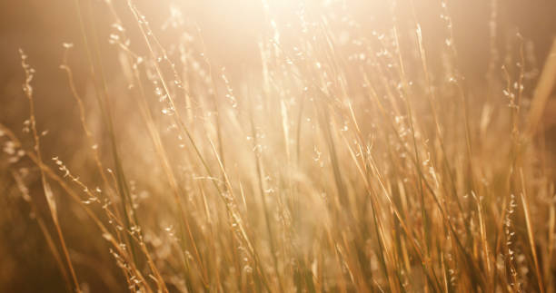 Free picture: Light brown grass plants stem with sunrays in background
