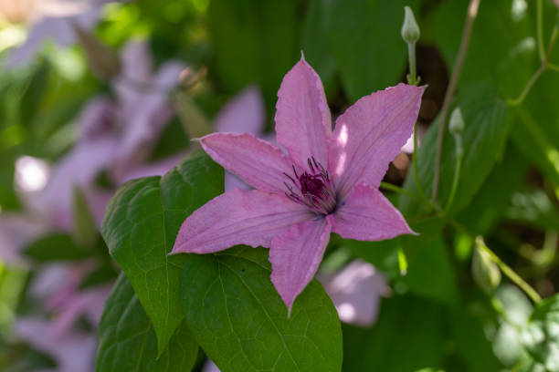 Blooming pink clematis flower on a green background in summertime macro photography. Blooming pink clematis flower on a green background in summertime macro photography. Traveller's joy garden flower with pink petals closeup photo on a sunny summer day. spring bud selective focus outdoors stock pictures, royalty-free photos & images