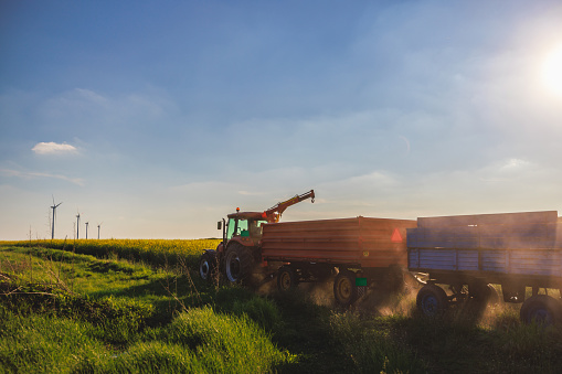 Trailers with crops pulled by tractor leaving agricultural field after harvest in the afternoon