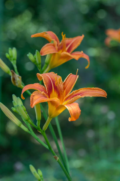 istock Orange lily in sunlight macro photography on a summer day. 1502220034