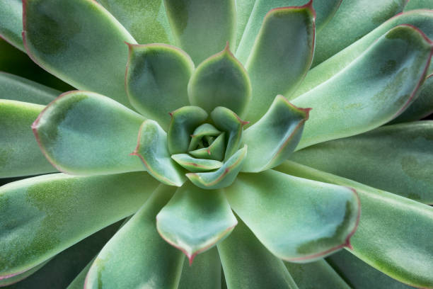 istock Echeveria plant closeup 1502220123