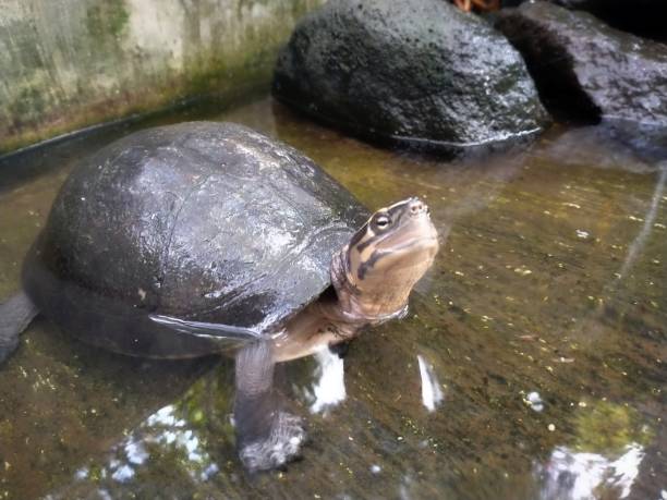 istock A turtle in a pond pokes its head up 1502221491
