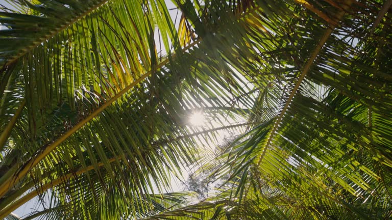 Coconut trees bottom top view Tilt up sun shining through branches blue sky summer.