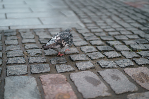 pigeon walking on pavement in old town, shallow focus